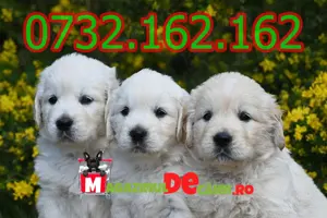 Hrana GRATUITA-Cumpara legal catei Golden Retriever cu Factura,Microcip,Carnet,Garantie+Livrare - imagine 4