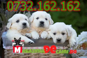 Cumpara legal catei Golden Retriever cu Factura,Carnet,Microcip,Garantie-Livrare personala la Cluj - imagine 3