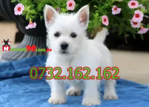 Cumpara legal catei Westie cu Factura,Carnet,Microcip,Garantie,Inregistrare+Livrare la Brasov - imagine 3