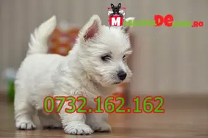 Cumpara legal catei Westie cu Factura,Carnet,Microcip,Garantie,Inregistrare+Livrare la Brasov