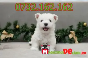 Cumpara legal catei Westie cu Factura,Carnet,Microcip,Garantie,Inregistrare+Livrare la Brasov - imagine 2