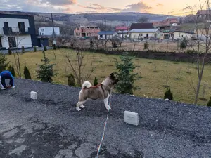 Femela de Akita American cu Pedigree