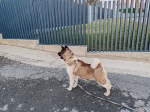 Femela de Akita American cu Pedigree - imagine 2