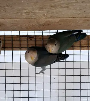 Papagali,diferite culori  - imagine 5 Papagali,diferite culori  - imagine 5