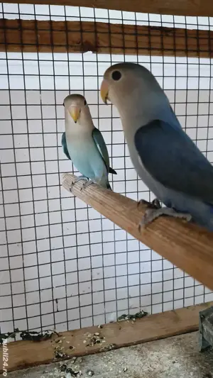 Papagali,diferite culori  - imagine 4 Papagali,diferite culori  - imagine 4