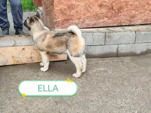 Pui Akita American cu Pedigree - imagine 3