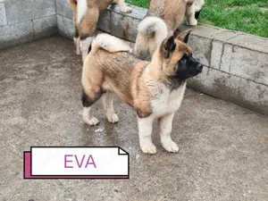 Pui Akita American cu Pedigree - imagine 5