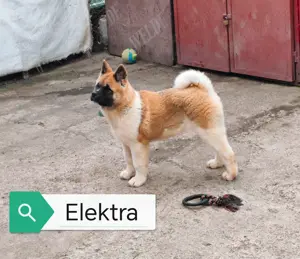 Pui Akita American cu Pedigree - imagine 2