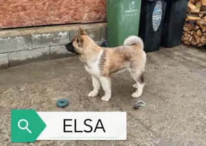 Pui Akita American cu Pedigree - imagine 4