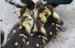 Ratele mute de anul acesta  - imagine 5 Ratele mute de anul acesta  - imagine 5