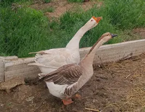 Gâște tinere de anul acesta 