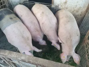 De vânzare  - imagine 2