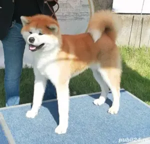 Akita Inu pedigree tip A - imagine 3