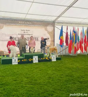 Akita Inu pedigree tip A - imagine 5