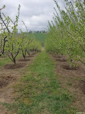 Livadă de vanzare - imagine 2