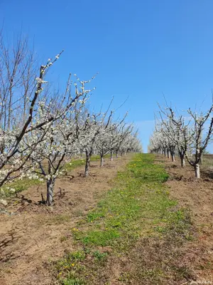 Livadă de vanzare - imagine 3