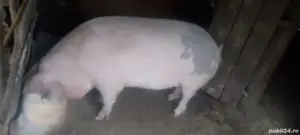 De vanzare - imagine 5