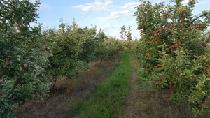 Vand teren livada - imagine 2