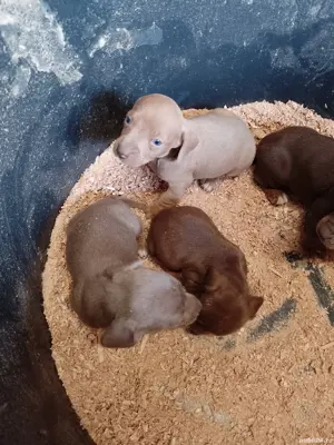 Teckel , Dachshund. Ciocolatiu, ISABELLA. sorecar. - imagine 4