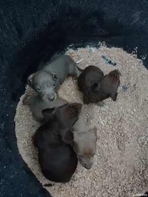 Teckel , Dachshund. Ciocolatiu, ISABELLA. sorecar. - imagine 3