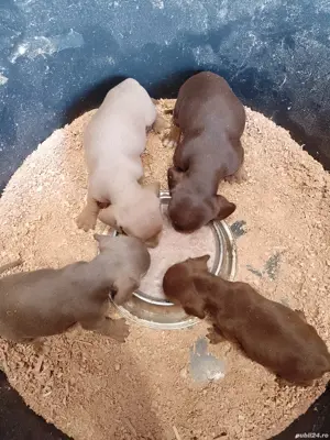 Teckel , Dachshund. Ciocolatiu, ISABELLA. sorecar. - imagine 5