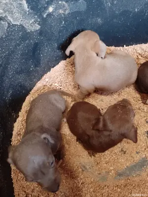 Teckel , Dachshund. Ciocolatiu, ISABELLA. sorecar. - imagine 2