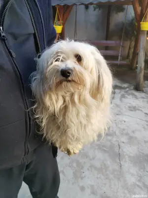 Donez Bichon Maltez  - imagine 2