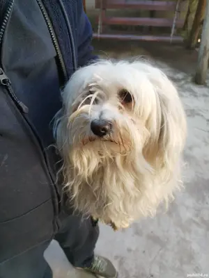 Donez Bichon Maltez  - imagine 3