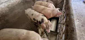 Porci crescuți natural