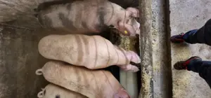 Porci crescuți natural - imagine 2