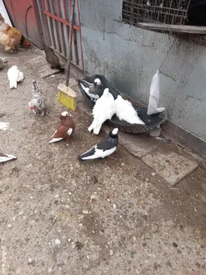 Porumbei de agrement