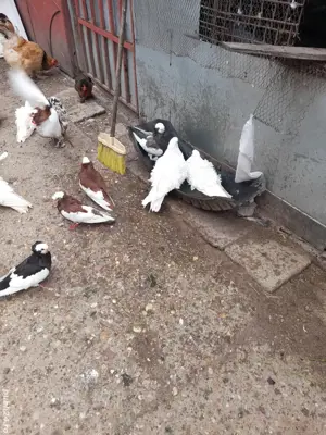 Porumbei de agrement - imagine 2