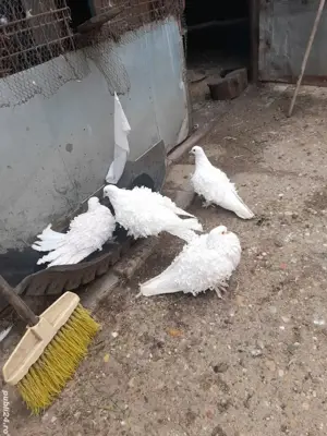 Porumbei de agrement - imagine 4