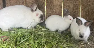 Iepurita californian