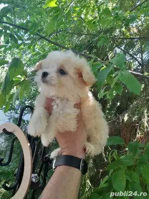 bichon alb crem 700ron