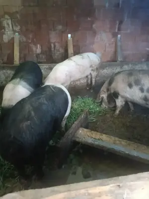 Scroafe de rasă - imagine 3