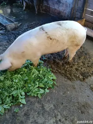 Scroafe de rasă - imagine 4