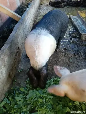 Scroafe de rasă - imagine 2