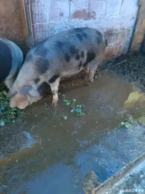 Scroafe de rasă - imagine 5