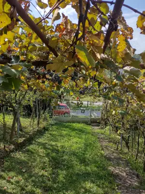 Casa in Licurici - imagine 3