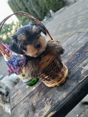 Yorkshire mini  - imagine 2