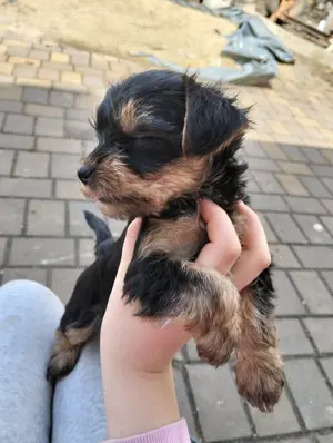 Yorkshire mini  - imagine 3