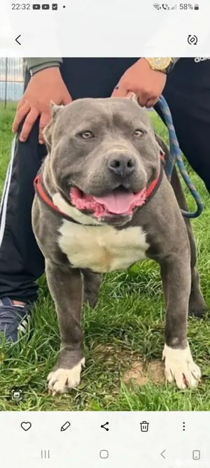 Mascul America bully XL 