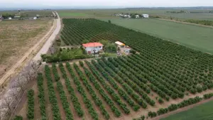 Casă - plantatie aluni  41300mp