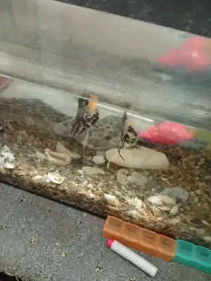 Acvariu pești 60 l - imagine 2