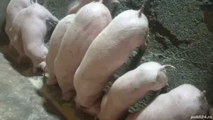 vind porci  - imagine 4