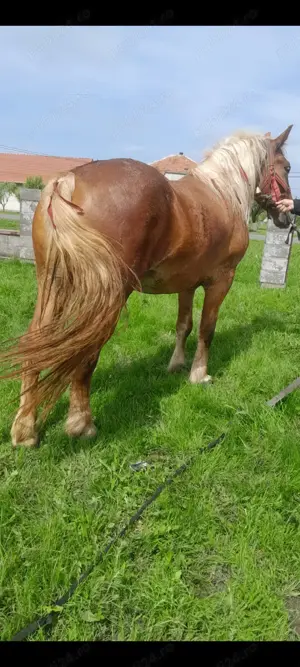 Vând urgent o manză blândă de 3 ani tel ( ) - imagine 4