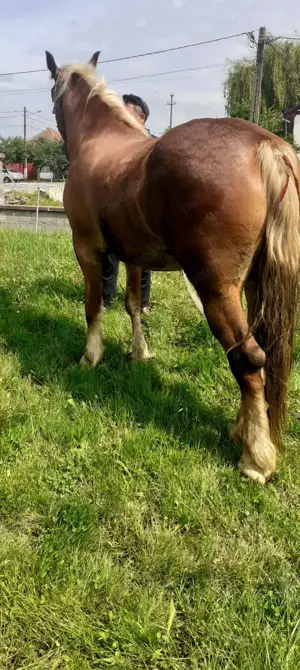 Vând urgent o manză blândă de 3 ani tel ( ) - imagine 3