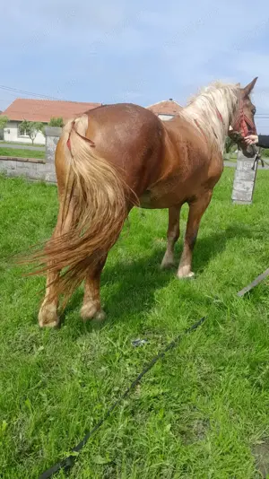 Vând urgent o manză blândă de 3 ani tel ( ) - imagine 2