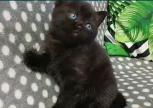 Puiuț American Shorthair black superb! Asigur transport !